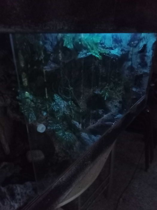 Terrarium dla gadów