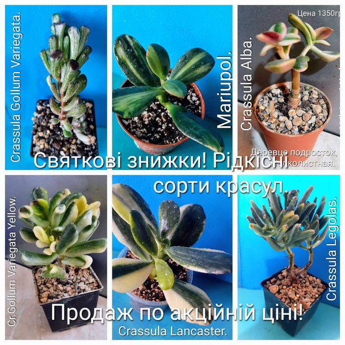 Красули, товстянки, грошовi дерева, crassula.
