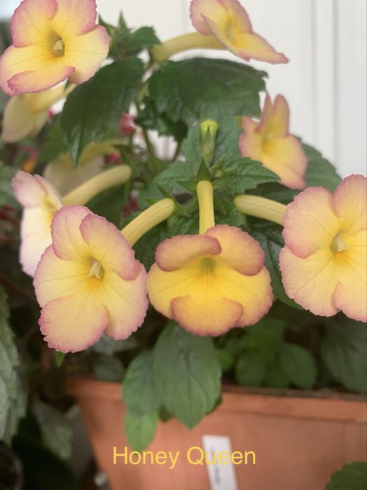 Ахіменеси (набір)