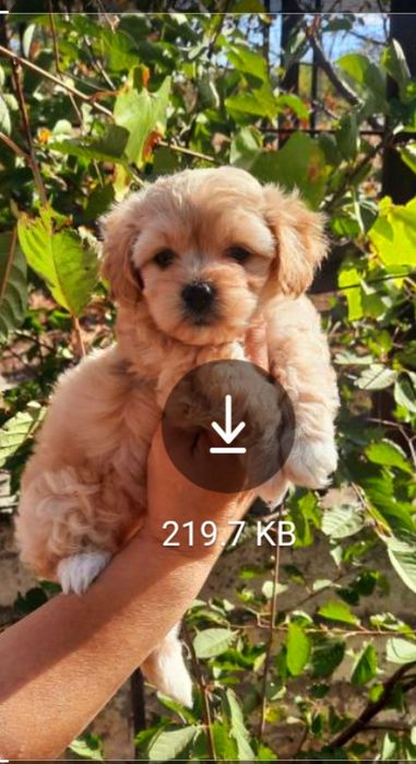 Мальчик мальтипу F1