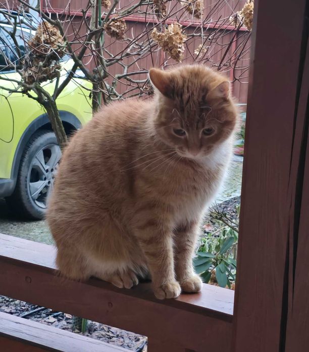 Zaginął rudy Kot Stefanek