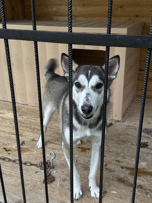 Молодий собака в добрі руки.