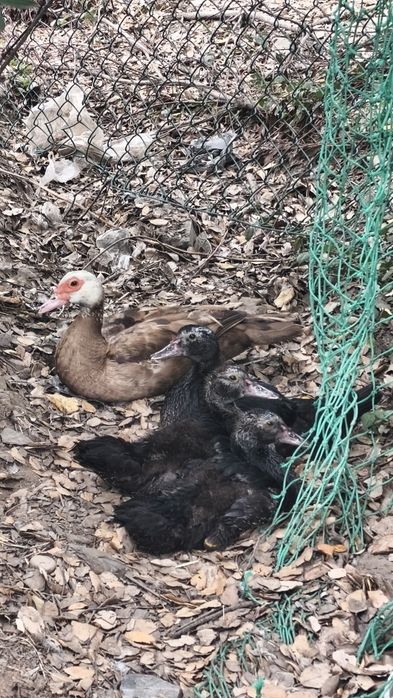Vendo casal de patos e patinhos