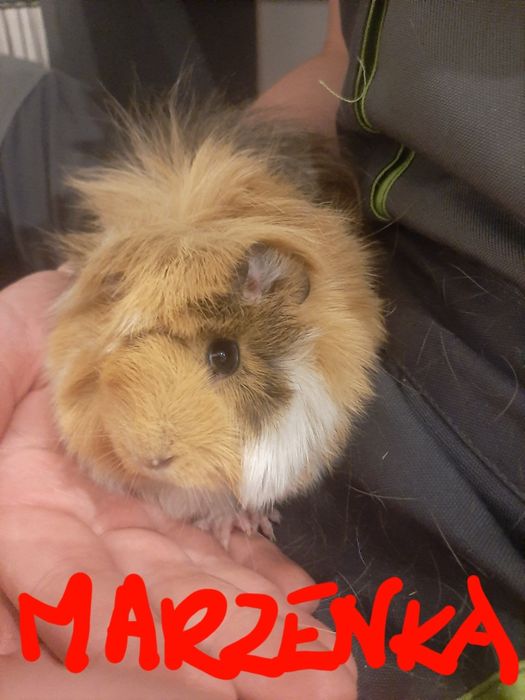 Sprzedam świnki morskie