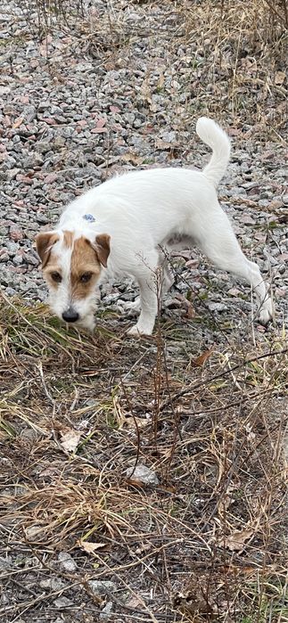 Парсон Рассел Терьер (жесткий), Вязка, кобель