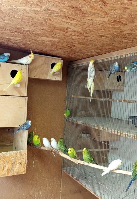 Sprzedam papugi faliste