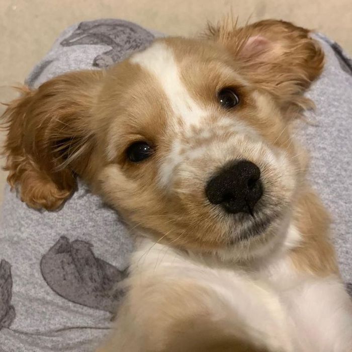 Руда кокер-спаніель — стримана елегантність і щира доброта.