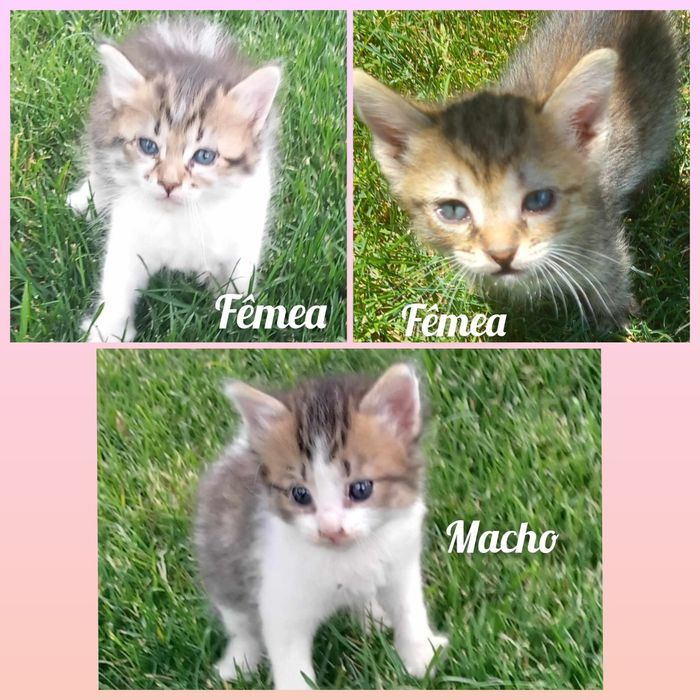 Gatinhos para adoção