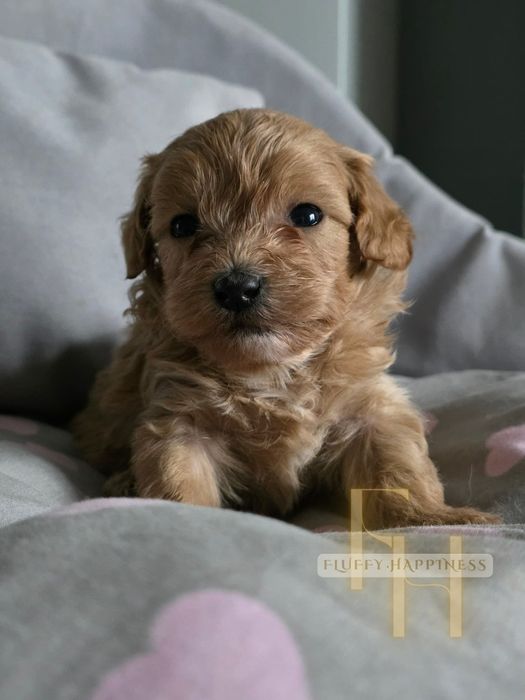 Maltipoo**Cudowny Chłopak Mini **Do Rezerwacji