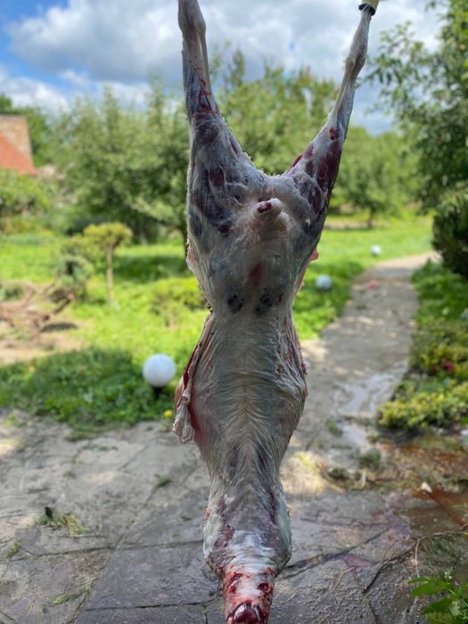 Продам ягнятину вік 5-11 місяців