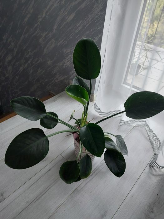Filodendron 20 ,papirusu 15 roślina doniczkowa