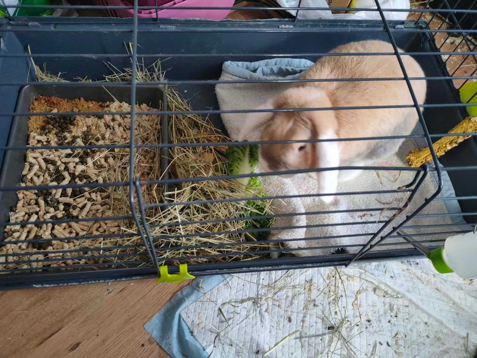 Oddam za darmo królika, 2 letnia samiczka