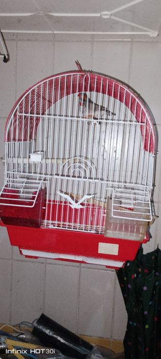Gaiola +casalandarins