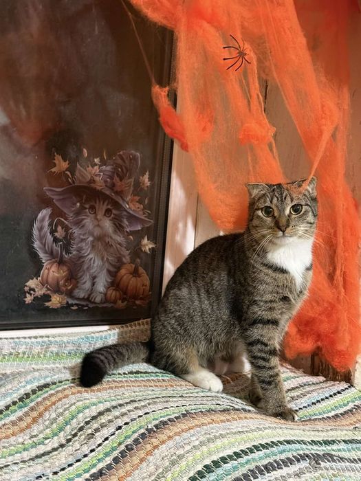 Вислоушки 6 мес.ДНЕПР