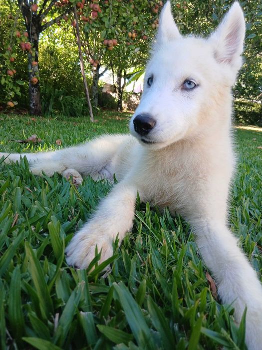 Husky Siberiano Macho