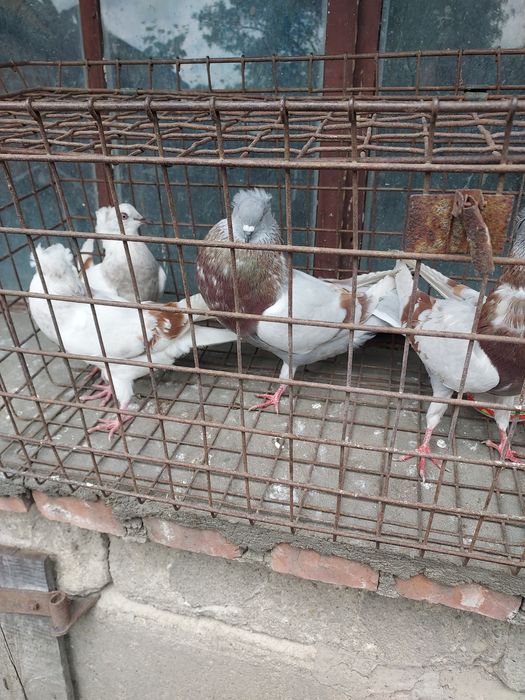 Gołebie garłacze górnosloskie