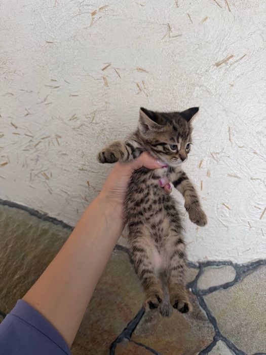 Кошеня, котик, кішка