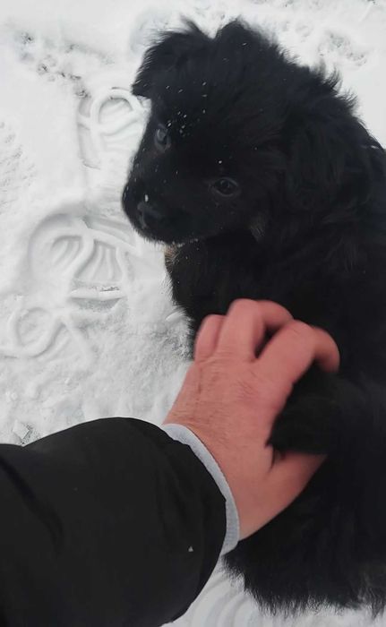 Szczeniaczek do adopcji od zaraz