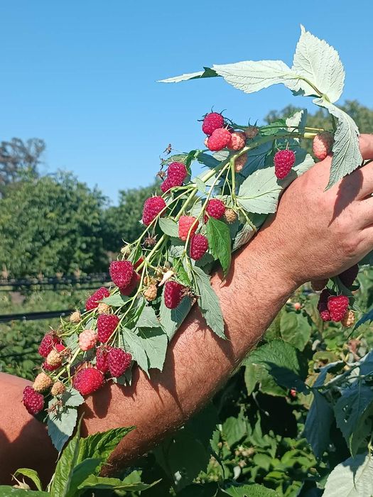 Продам свіжекопані саджанці ремонтантної малини .