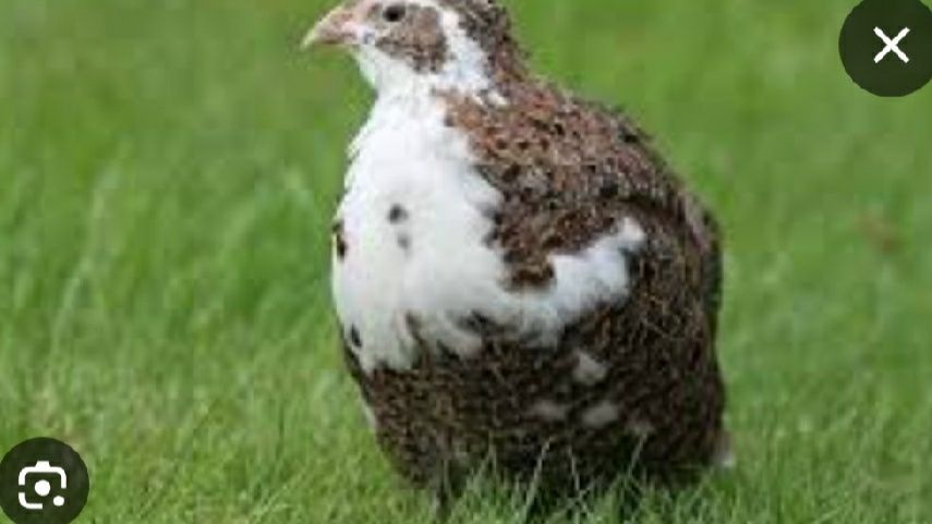 Інкуційні яйця перепелів