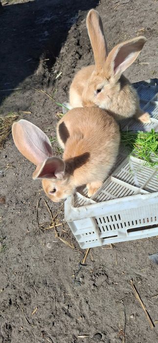 Sprzedam króliki