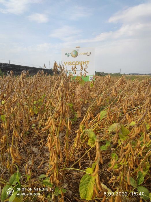 Soja nasiona soi Viscount wczesna 000+