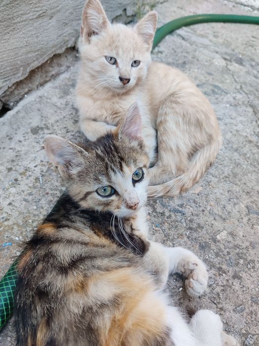 Отдам котят в добрые руки