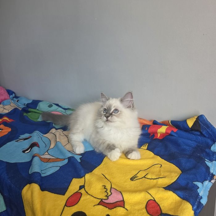 Śliczny kocurek Ragdoll