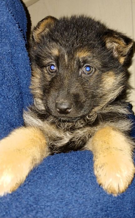 Чудові цуценята німецької вівчарки