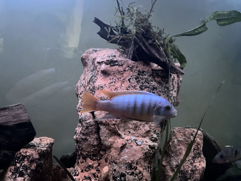 Peixe Ciclideo Africano