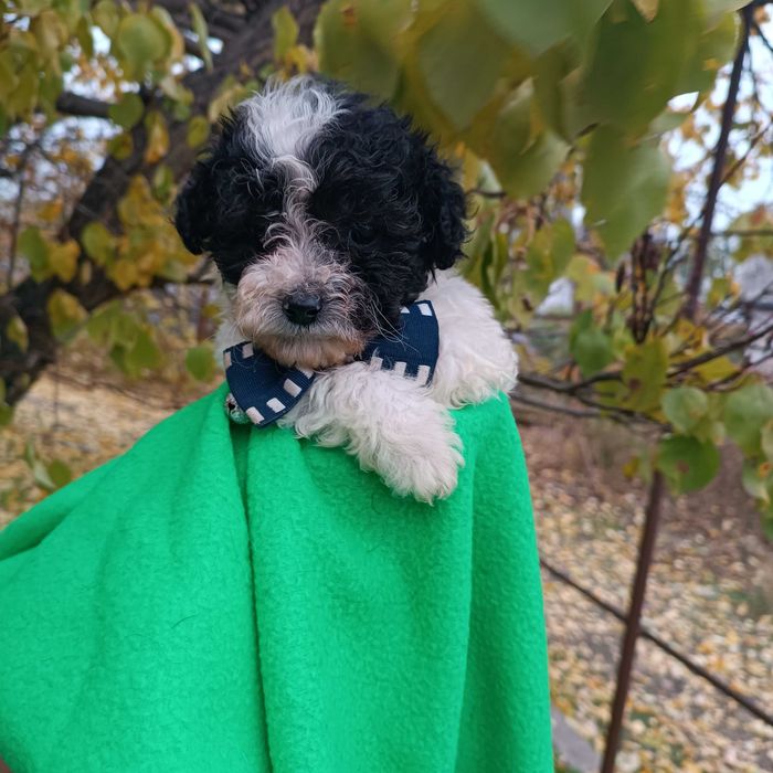 Щенок той пудель  в окрасе Арлекин