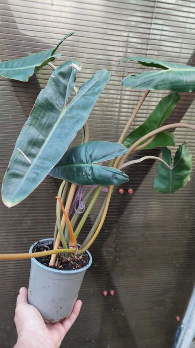 Philodendron Billietiae.