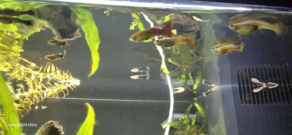 Gupiki małe i średnie oddam za darmo