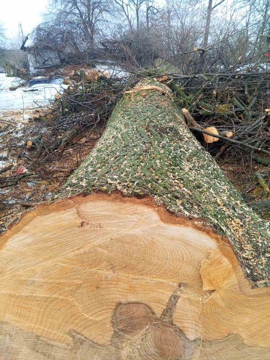 Стовбур липи 5 метрів