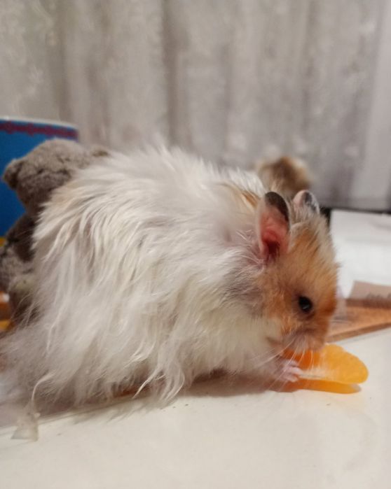 Хом'як королівський пухнастий