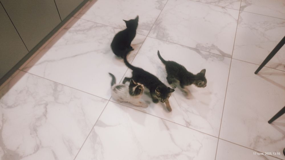 Віддам котиків в добрі руки