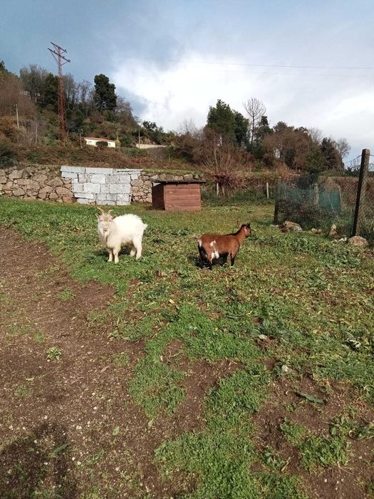 Quinta para Workshops de Jardinagem, Cultivo e Sustentabilidade