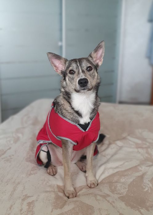 Прилаштовується собачка