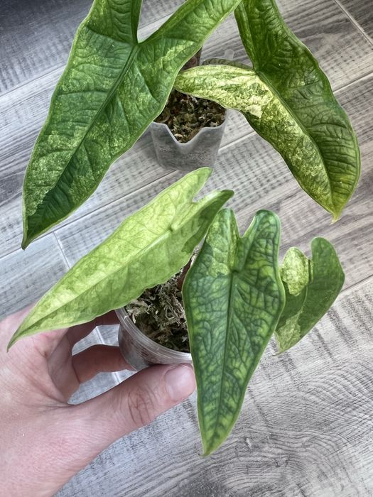 Alocasia Sulawesi 'Green Carpet Mint