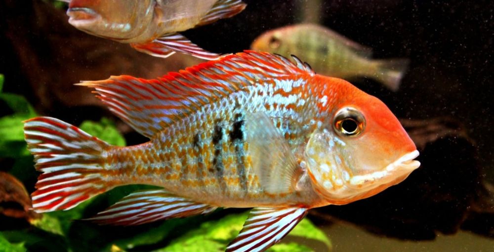 Ziemiojad Orange head tapajos