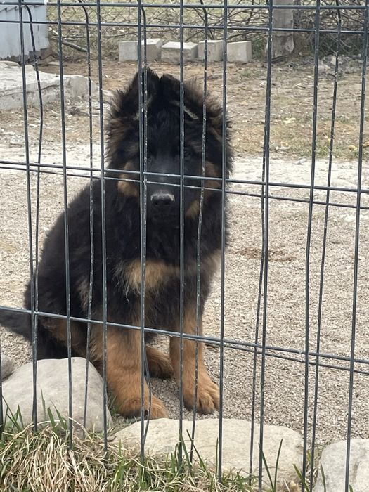 Sprzedam szczeniaka owczarek niemiecki dlugowlasy