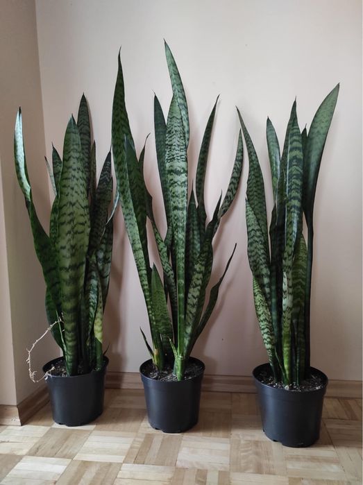 Sansevieria duża | kwiat doniczkowy domowy | liściasty | do salonu
