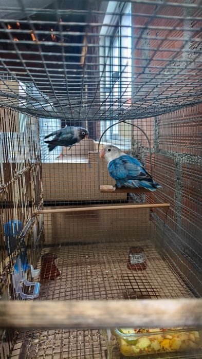 Agapornis para voar