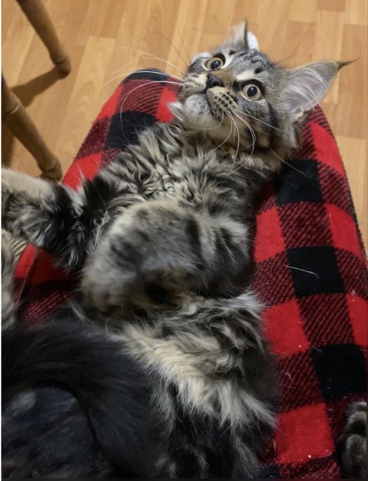 Мейн кун остання дівчика