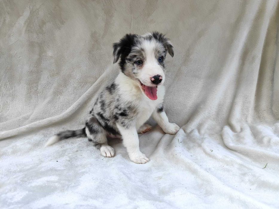 Piesek Border collie blue merle z rodowodem z domowej hodowli