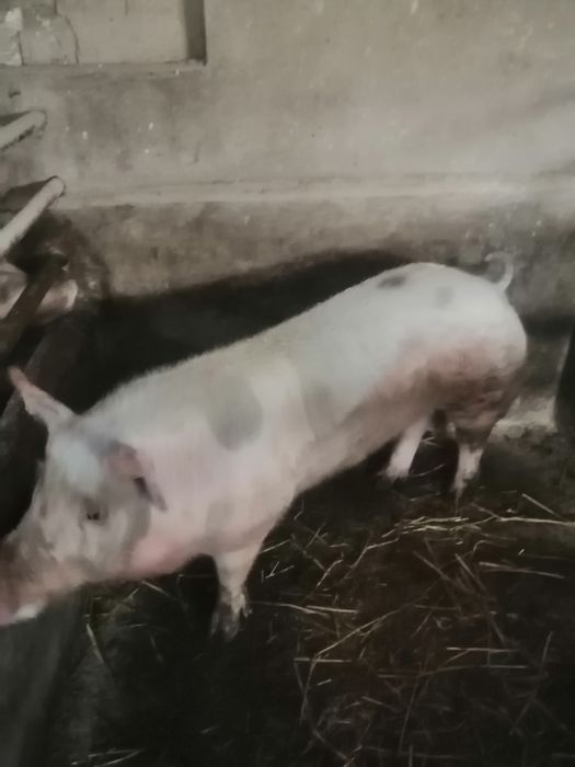 Продам кабанчика.