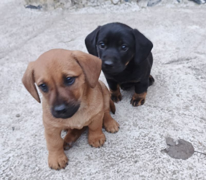 Продам щенят такси