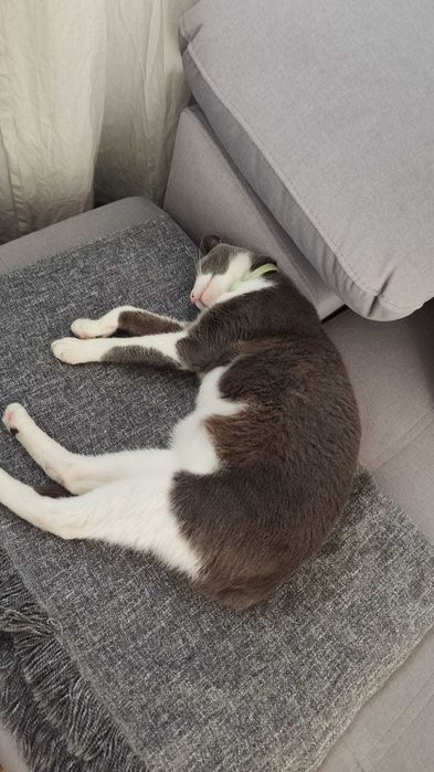 Pet Sitting e Passeios ao Final do Dia – Porto, Gondomar, Valongo e Maia