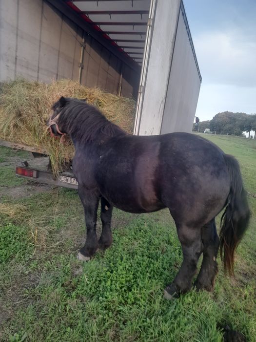 Sprzedam konie zimnokrwiste