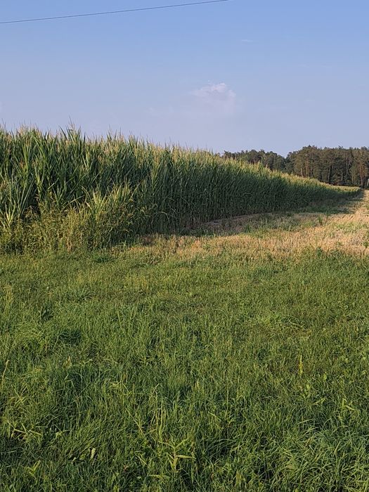 Kukurydza na pniu 1,5ha
